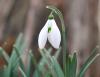 Galanthus Seagull